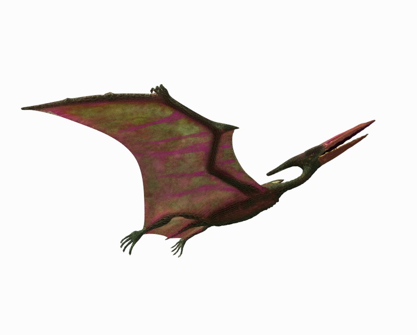 Pterodactylus - rigged, animated preview image 3